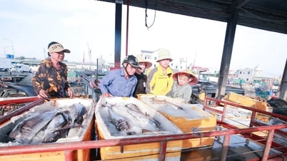 Một tàu cá của Ngư dân Nghệ An trúng đậm mẻ cá thu trị giá 700 triệu đồng