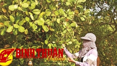 Trải nghiệm nghề hái điều