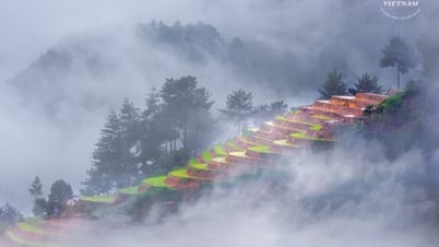 마이차우는 전 세계의 마음을 감동시킵니다