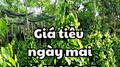 Tin tức, dự báo giá tiêu ngày mai 10/5/2025: Giá tiêu đi ngang ở trong nước và thế giới