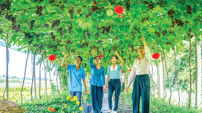 Unique grape growing model opens up suburban tourism