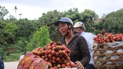 Nông dân Thanh Hà thu hoạch 1.000 tấn vải mỗi ngày
