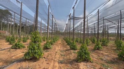 Giá tiêu hôm nay 1/6/2025: Liên tiếp giảm mạnh
