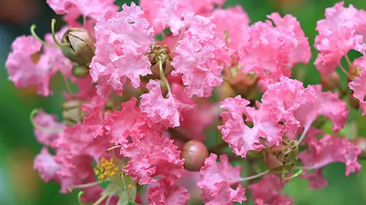 ផ្កាកុលាប