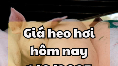 Giá heo hơi hôm nay 1/6/2025: Miền Bắc và miền Trung tăng nhẹ, miền Nam giữ đỉnh