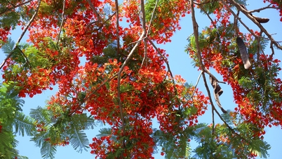 東の大地と港町に咲く鮮やかな赤い鳳凰の花