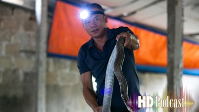 Listen to the villagers in Hai Duong, where many people have been bitten by snakes, tell how to handle it.