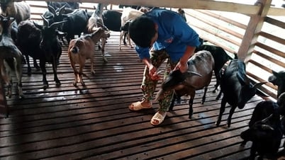 พัฒนาระบบการเลี้ยงสัตว์สู่การค้าขาย