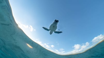 Con Dao - Le paradis des tortues marines au Vietnam