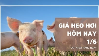 Giá heo hơi hôm nay 1/6: Ba miền đồng loạt tăng 1.000 - 2.000...