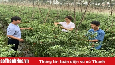 المساهمة في تأكيد دور التعاونيات ذات الطراز الجديد