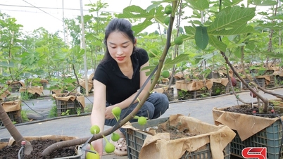 ជ្រើសរើសរុក្ខជាតិដើម្បីបញ្ជូនទៅដី