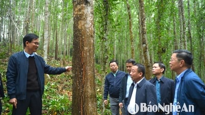 Compañía Forestal Agrícola Song Hieu: Aumentando el valor de la madera vietnamita en el mercado internacional