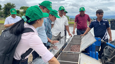 Workshop on applying pellet fertilizer technique to rice plants in Ia Pa district