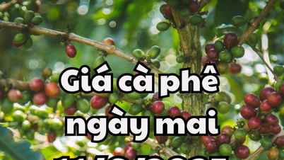 News, forecast of coffee prices on June 11, 2025, prices continue to increase