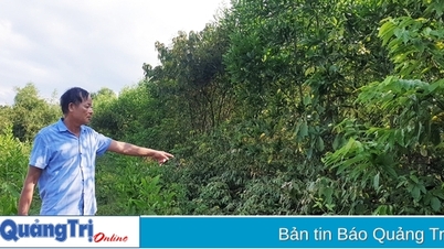 250 ha đất rừng xâm canh của người dân Hải Chánh sắp có giấy chứng nhận quyền sử dụng đất