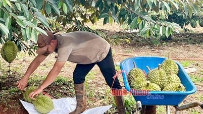 Để 'được mùa' không còn là may rủi