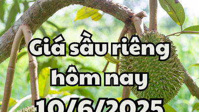 តម្លៃធូរេនថ្ងៃនេះ 10 មិថុនា 2025: Ri6 ធ្លាក់ចុះបន្តិច ថៃឡើងថ្លៃ