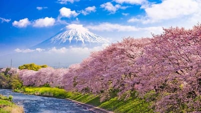 Top 12 địa điểm ngắm hoa anh đào ở Nhật Bản mà bạn không nên bỏ lỡ