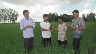 Tân Châu phát triển hợp tác xã, tổ hợp tác gắn với tổ chức sản xuất