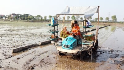 Nâng cao giá trị sản xuất lúa vụ mùa năm 2025