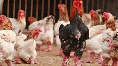 Tri thức dân gian nuôi và chế biến gà Đông Tảo là di sản văn hóa phi vật thể quốc gia