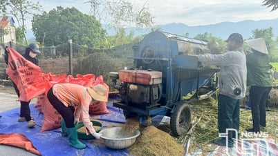 Đại Từ: Năng suất vụ xuân đạt 59,4 tạ/ha