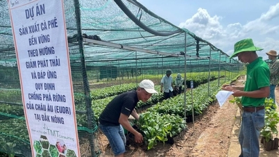 Ngành cà phê Đắk Nông tuân thủ quy định EUDR