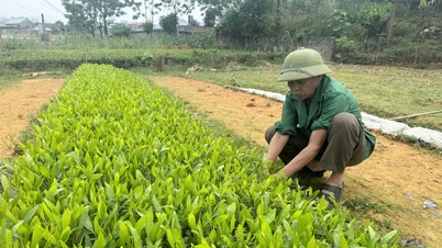 Bảo đảm chất lượng giống cây lâm nghiệp