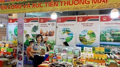Yên Bái quản lý chặt chẽ quy trình phát triển sản phẩm OCOP