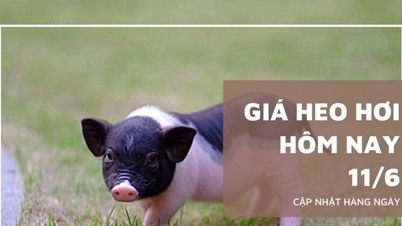 Giá heo hơi hôm nay 11/6: Giảm nhẹ ở miền Nam, nhiều địa phương...