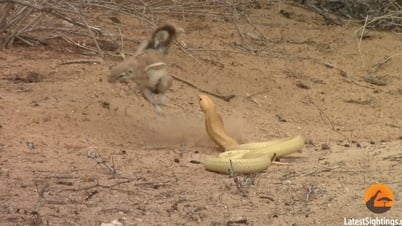 Mother squirrel risks her life fighting cobra to protect her babies