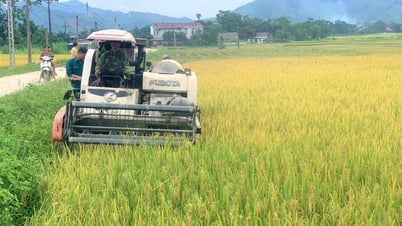ルック・イエンの農家が春の稲を急いで収穫
