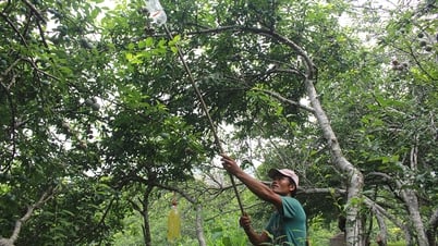 Nghĩa Lộ mùa quả chín