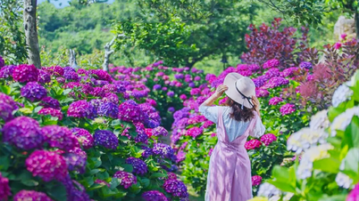 Mùa hè ở Camellia Hill Jeju – Thiên đường hoa cẩm tú cầu giữa lòng đảo ngọc Hàn Quốc