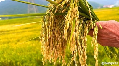 เมล็ดพันธุ์ไทยบิ่ญ ที่มีหลากหลายสายพันธุ์ข้าวที่เป็นมิตรกับสิ่งแวดล้อม