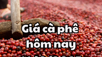 Giá cà phê hôm nay 11/6/2025 Đắk Nông nằm ở đỉnh giá