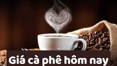 Giá cà phê hôm nay 11/6/2025: Tăng mạnh trở lại