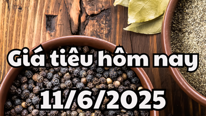 Giá tiêu hôm nay 11/6/2025 Đắk Nông vẫn giữ mức giá cao nhất