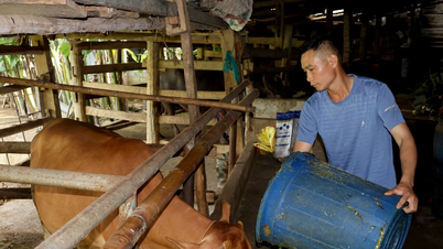 Chàng trai trẻ vùng cao vượt khó nhờ phát triển mô hình chăn nuôi vỗ béo