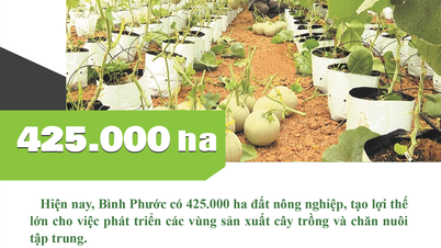 Binh Phuoc compte 425 000 hectares de terres agricoles.