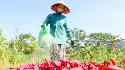 Thời tiết Nghệ An ngày 11/6: Ngày nắng, chiều và đêm có mưa