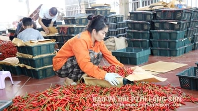 Chile Chi Lang: Precio alto, fuerte caída de la productividad