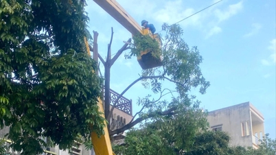 TP Hải Dương cắt tỉa cây xanh đề phòng mưa bão