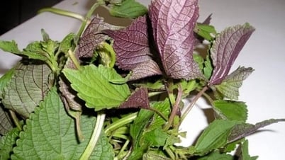Personas que deben tener cuidado al utilizar agua de perilla cocida con jengibre