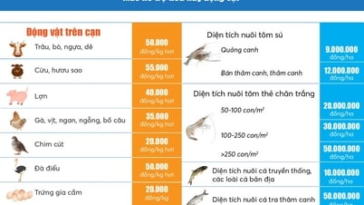 Infographics: Mức hỗ trợ cơ sở sản xuất có động vật tiêu huỷ khi có dịch