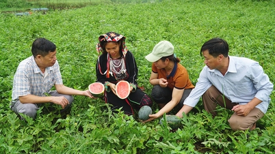 Dưa hấu Đông hồ “chín ngọt” niềm vui