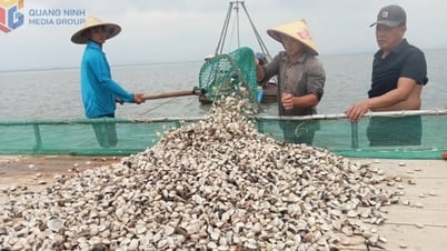 Huyện Hải Hà: Đẩy nhanh tiến độ giao, cho thuê mặt nước, bãi triều NTTS