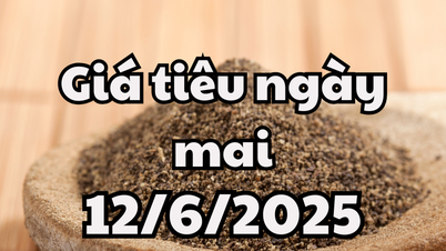 Tin tức, dự báo giá tiêu ngày 12/6/2025 bắt đầu chuỗi giảm trong nước