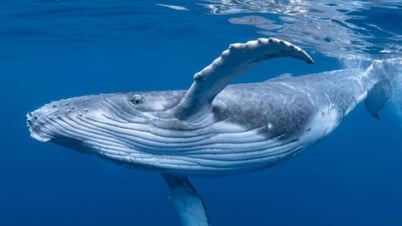Les baleines à bosse tentent-elles de communiquer avec les humains à leur manière ?